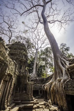 Tree in the ancient temples of Ta Phrom, Angkor Wat, near Siem Reap, Cambodia, South East Asia.の写真素材