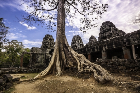 Tree in the ancient temples of Angkor Wat, near Siem Reap, Cambodia, South East Asia.の写真素材
