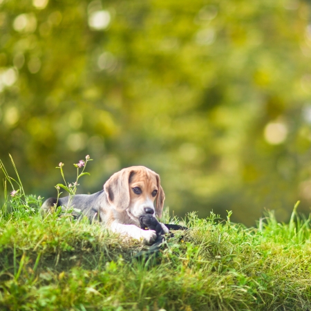 Cute little puppy playing with a leash の写真素材