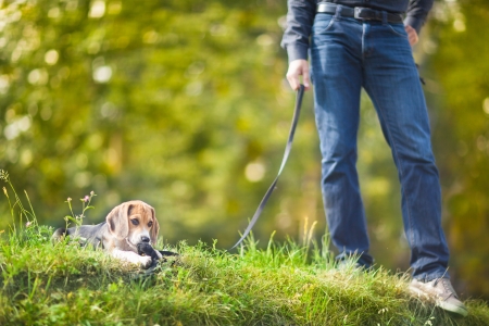 Guy with a cute little puppy on a leash の写真素材