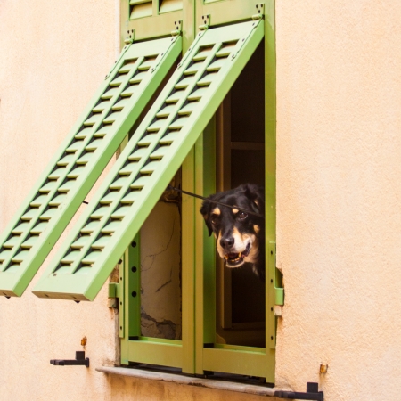 Dog looking trough the rustic window.の写真素材