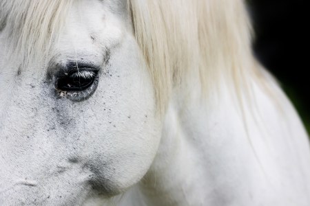 Macro detail of a white horse' eye.の写真素材