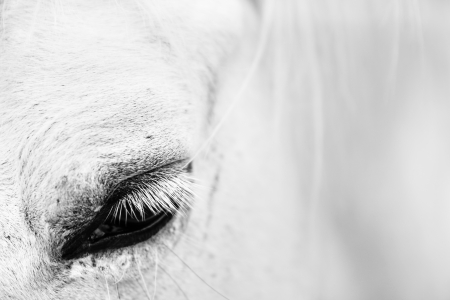 Macro detail of a white horse' eye.の写真素材