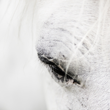 Macro detail of a white horse' eye.の写真素材