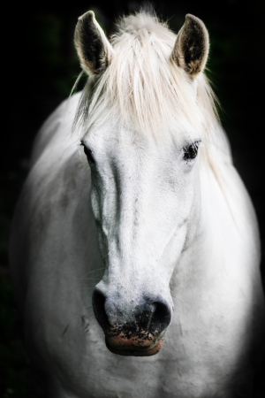 Portrait of a white horse.の写真素材