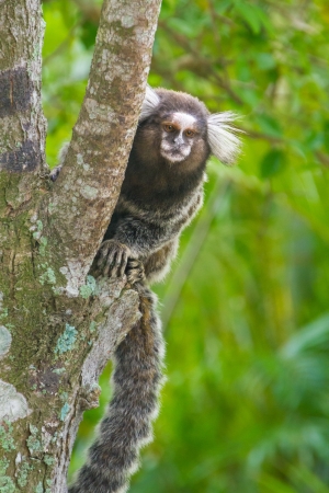 Common marmoset or White-eared marmoset (Callithrix jacchus); New World monkeyの写真素材
