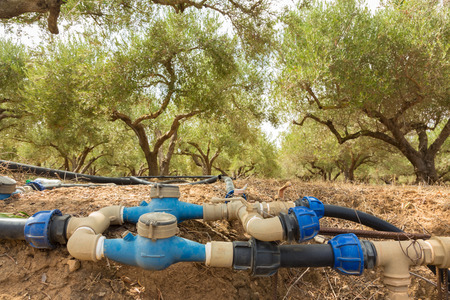 Irrigated olive grove on a hot summer day on Crete island, Greece.の写真素材