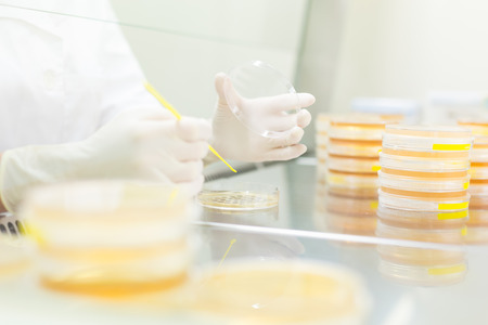 Female life science professional observing cell culture samples on LB agar medium in petri dish.  Scientist grafting bacteria in microbiological analytical laboratory .の写真素材