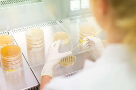 Female scientist researching in laboratory, pipetting cell culture samples on LB agar medium in laminar flow. Life science professional grafting bacteria in the petri dishes.の写真素材