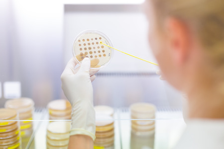 Female life science professional observing cell culture samples on LB agar medium in petri dish. ...