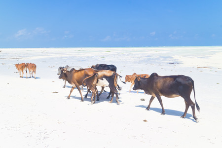 Cattle walking in line on picture perfect white beach of Paje, Zanzibar, Tanzania, Africa.の写真素材