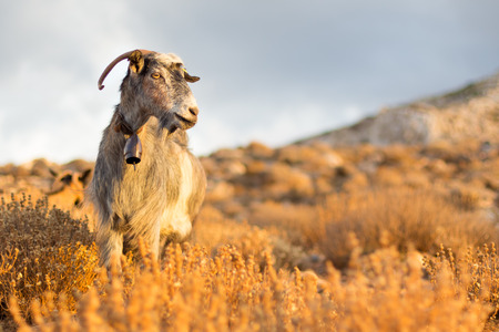 Domestic goat in mountains on Greek Mediterranean island Crete. Dramatic warm light and weather before the sunset.の写真素材