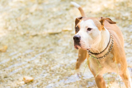 Brown and white American staffordshire terrier dog wearing collar playing in shallow riverbed.の写真素材