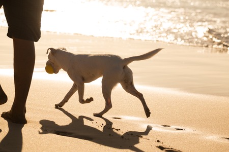 White dog on beach in summer, following his owner, carrying ball.の写真素材
