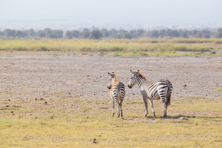 Mother and foal zebra, Equus quagga, grazing in Amboseli national park, Kenya, Africa.の写真素材