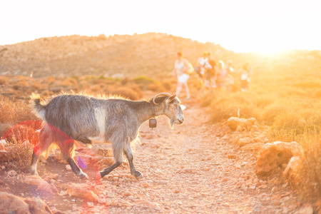 Domestic goat in mountains on Greek Mediterranean island Crete. Dramatic warm light and weather before the sunset. Group of unrecognizable tourists walking path in background.の写真素材