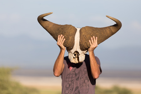 Man holding big african buffalo skull wearing it like a mask in nature on african wildlife safari, Amboseli national park, Kenya.の写真素材
