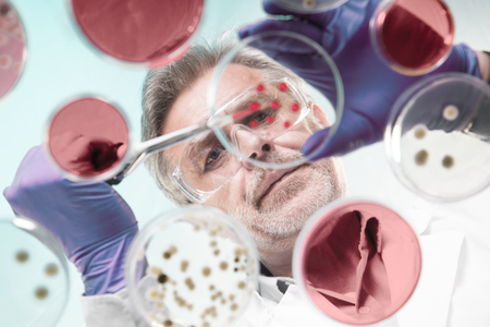 Focused senior life science professional grafting bacteria in the pettri dishes. Lens focus on researchers pace. Through the glass view.の写真素材