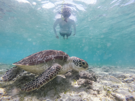 Woman wearing snokeling mask swimming with sea turtle in turquoise blue water of Gili islands, Indonesia. Underwater photo. Hawksbill sea turtle, Eretmochelys imbricata is endangered species.の写真素材