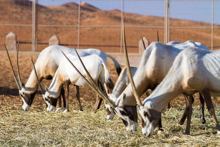 Herd of large antelopes with spectacular horns, Gemsbok, Oryx gazella, feeding.の写真素材