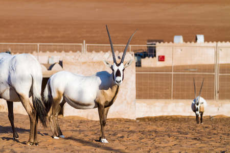 Large antelopes with spectacular horns, Gemsbok, Oryx gazella, being bred in captivity in Oman desert.の写真素材