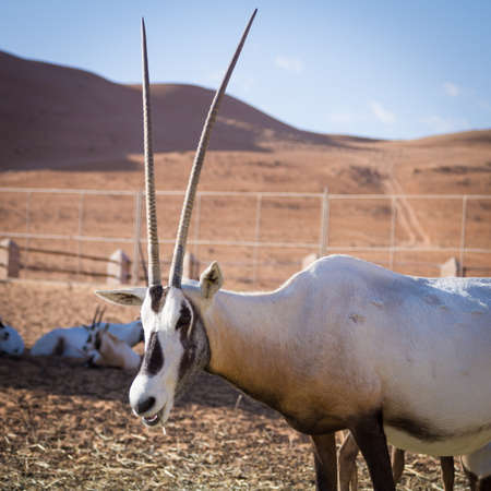 Large antelopes with spectacular horns, Gemsbok, Oryx gazella, being bred in captivity in Oman desert.の写真素材