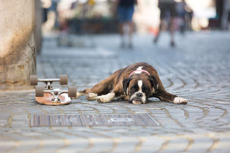 Beautiful  boxer dog wearing red collar, lying outdoors on the street guarding his owners skateboard.の写真素材