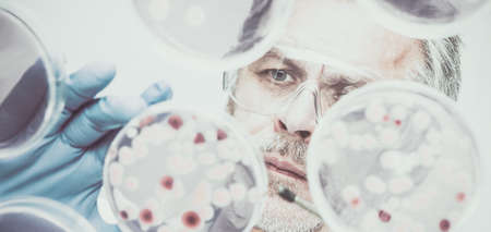 Senior life science researcher grafting bacteria.の写真素材
