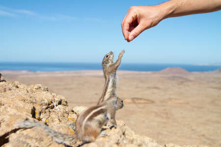 Human hand feeding a squirrel in dry rocky landscapeの写真素材