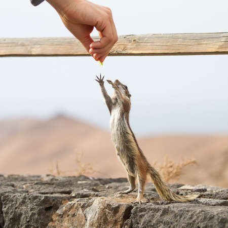 Human hand feeding a squirrel in dry rocky landscapeの写真素材