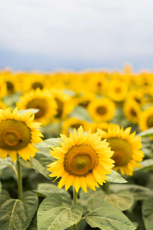 Wonderful panoramic view of field of sunflowers by summertime