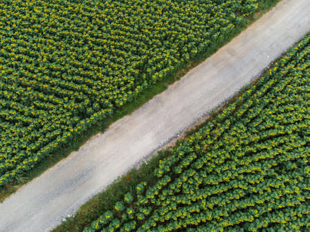 Wonderful panoramic view of gravel road cutting trough field of sunflowers by summertime.の写真素材