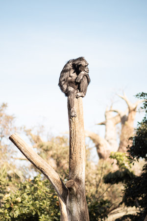 Chimpanzee sitting on the top of tree trunk in thoughtful humal like pose observing the world around him.の写真素材