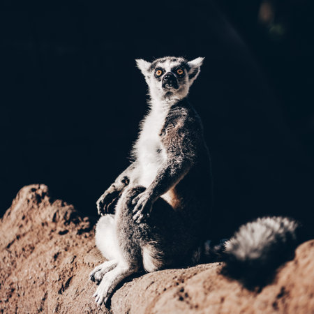 Ring-tailed lemur sitting on the sun on Madagascarの写真素材