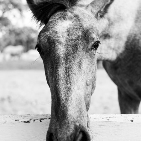 Close up of a horses snout peering over a white fence in a grassy field. The majestic animal, a working and pack animal, grazes on the luscious green grassの写真素材