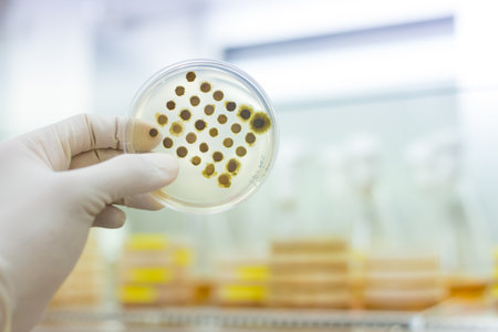 Scientist growing bacteria in petri dishes on agar gel as a part of scientific experiment. Development of virus treatment drug.の写真素材