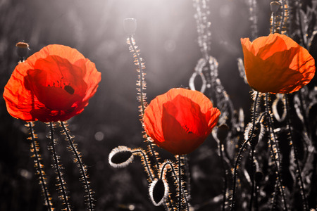 Red triad, three poppy with light and black backgroundの写真素材