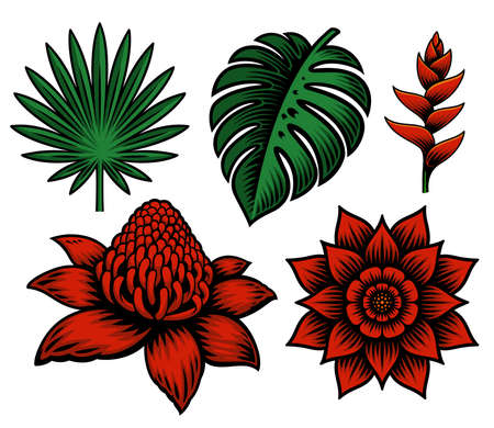 A set of vector illustration of tropical flowers and plants isolated on white backgroundのイラスト素材