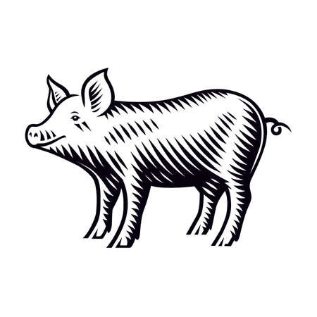A black and white vector illustration of a piglet in engraving styleのイラスト素材