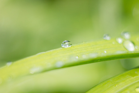 macro, beautiful green natural backgroundの写真素材