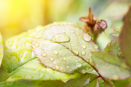 after the rainの写真素材