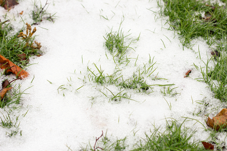 melting snow in the spring with young green grass. Spring concept, late springの写真素材