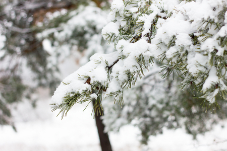 pine branches in snow, pine forestの写真素材