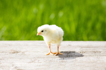 little yellow chicken on a wooden table outdoorsの写真素材