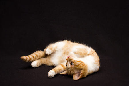 red cat played on a black backgroundの写真素材