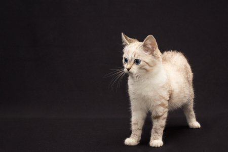grey furry cat with blue eyes on black backgroundの写真素材