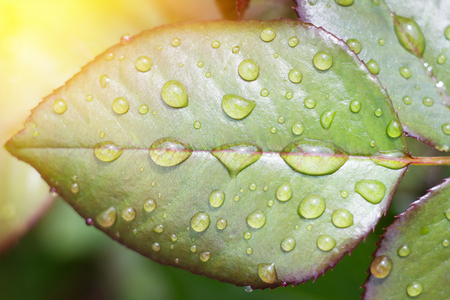 water drops on a green leaf, wet rose leaves after the rainの写真素材