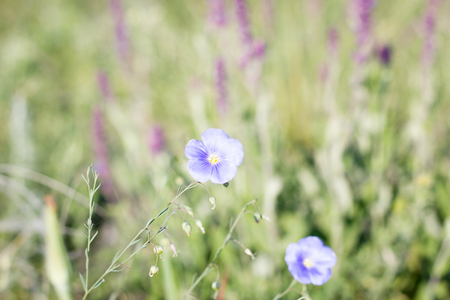 blue wild flowers, natural spring beautiful background, two flowersの写真素材