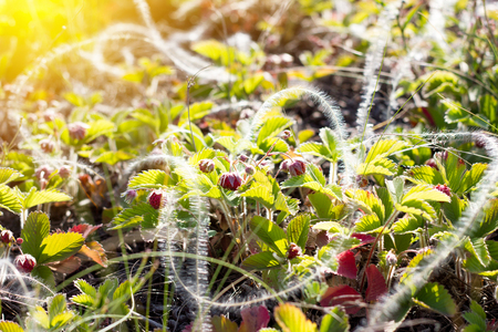 strawberry bushes with berries close-up, natural healthy productの写真素材