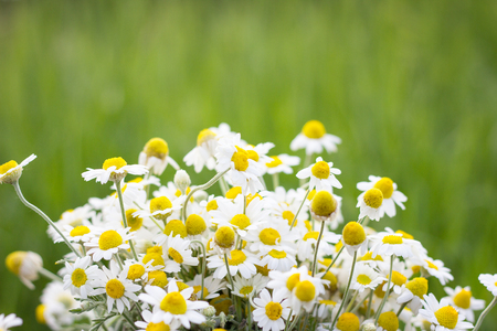 bouquet of field daisies, closeup, natural backgroundの写真素材